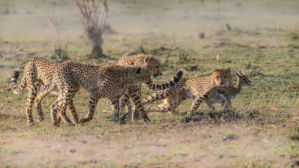 LEÇON DE CHASSE-11.jpg