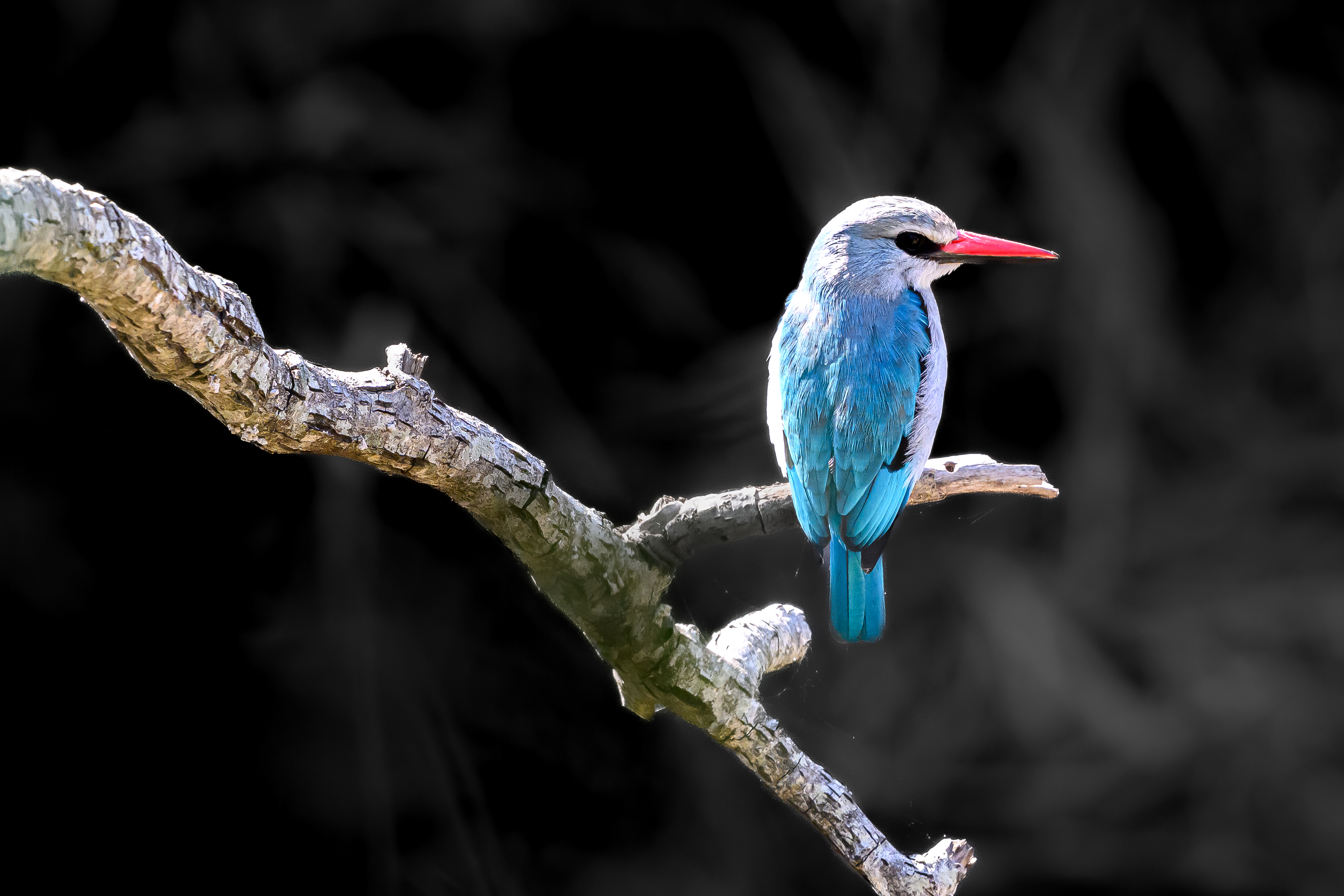 Oiseaux d’Afrique
