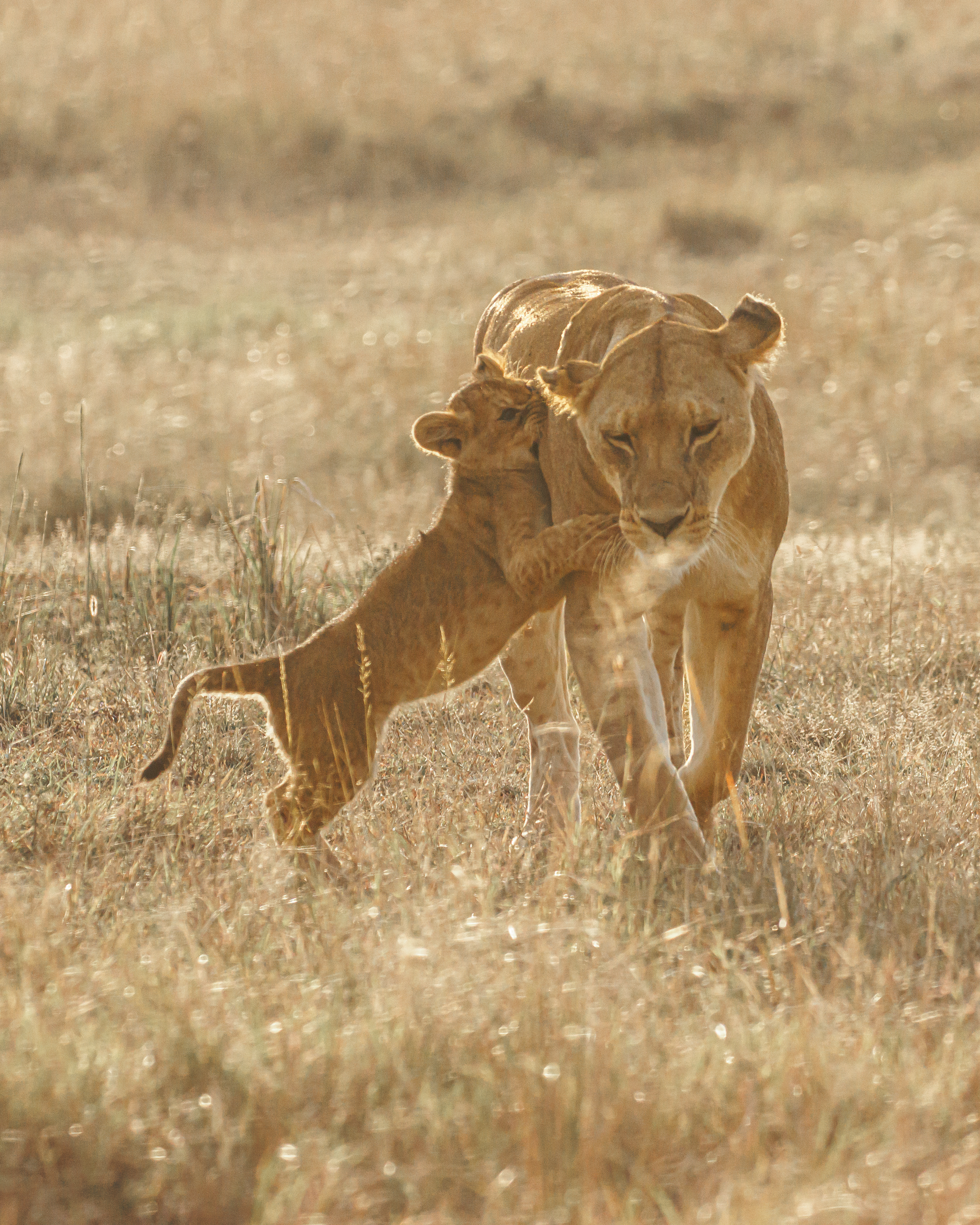Lionceau