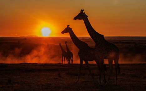 Afrique Landscape
