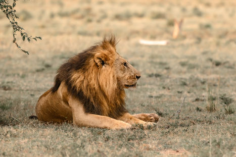 Afrique Wildlife