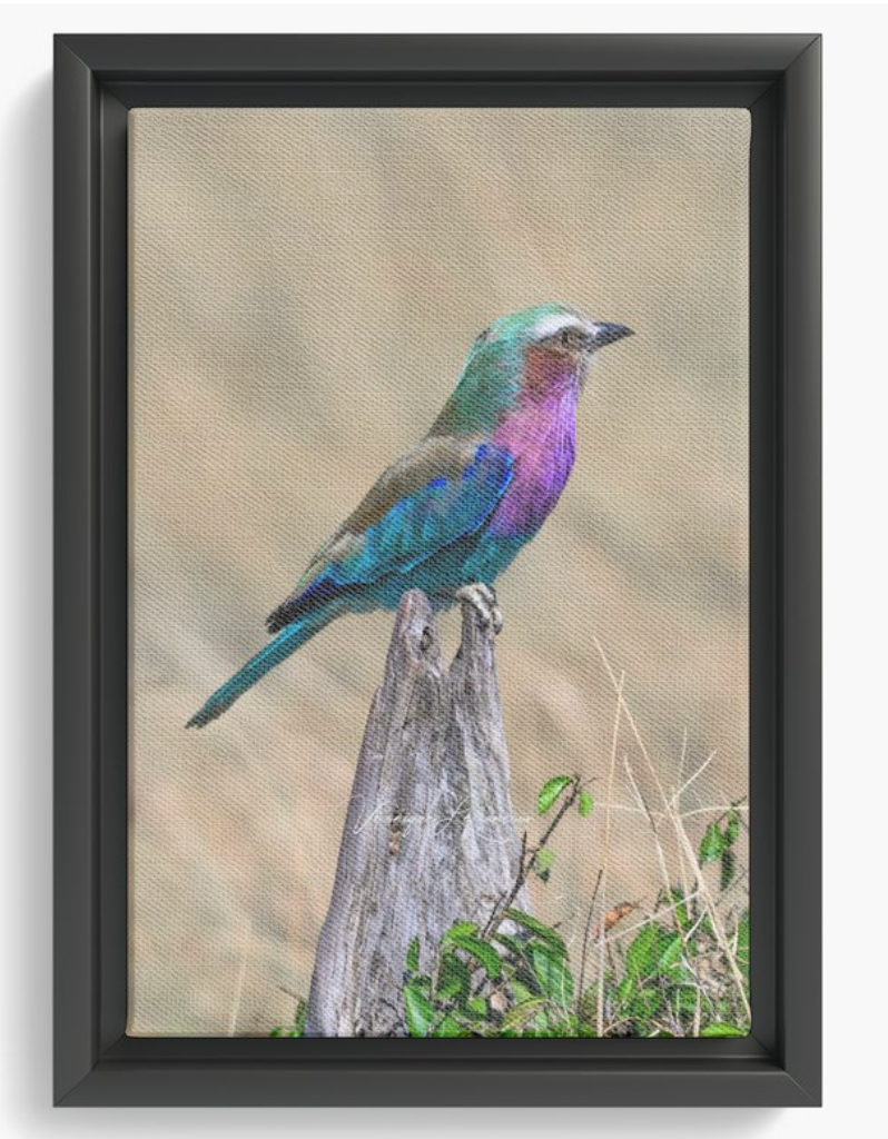 Rollier à poitrine lilas coloré perché sur une souche sèche.