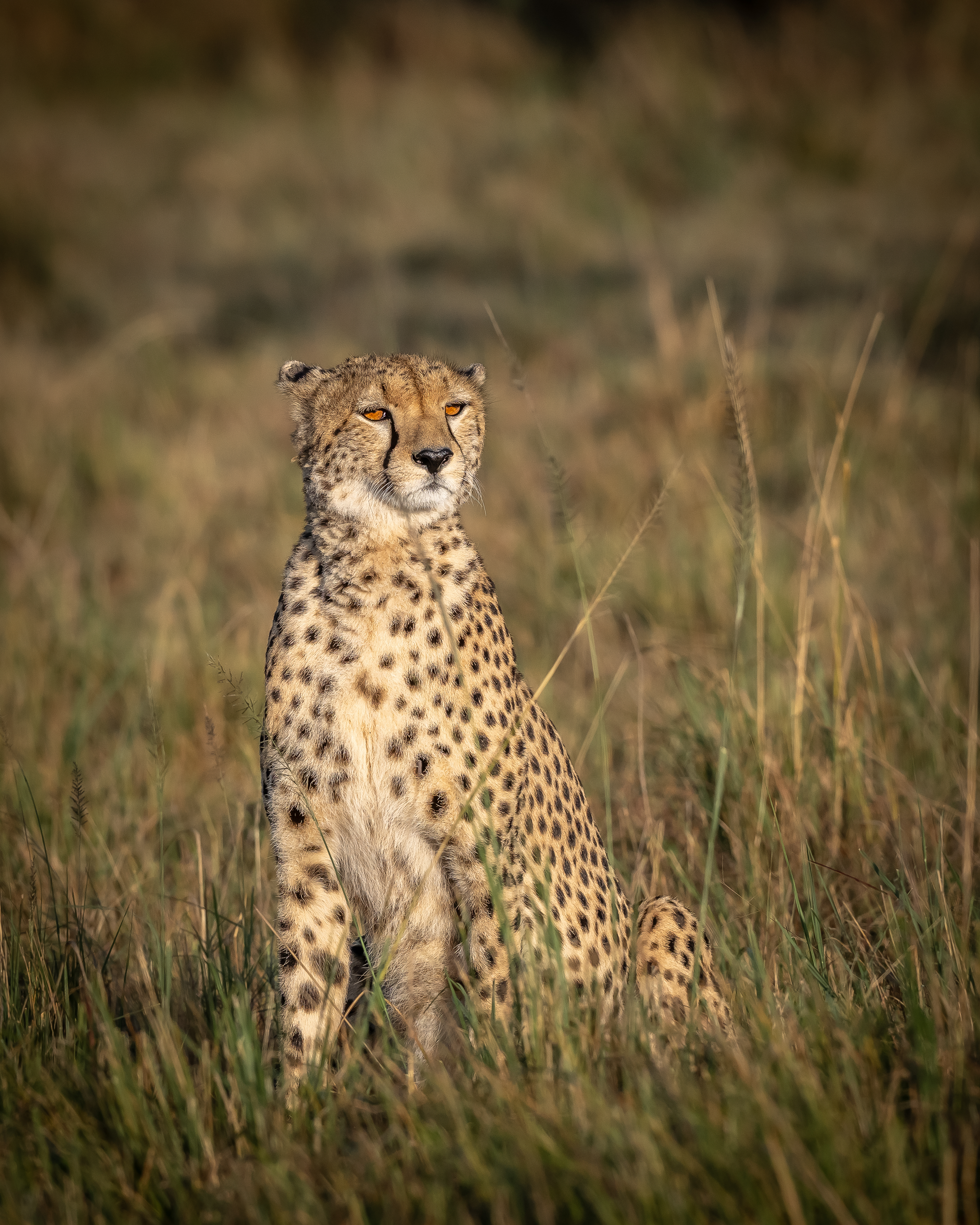 Guépard