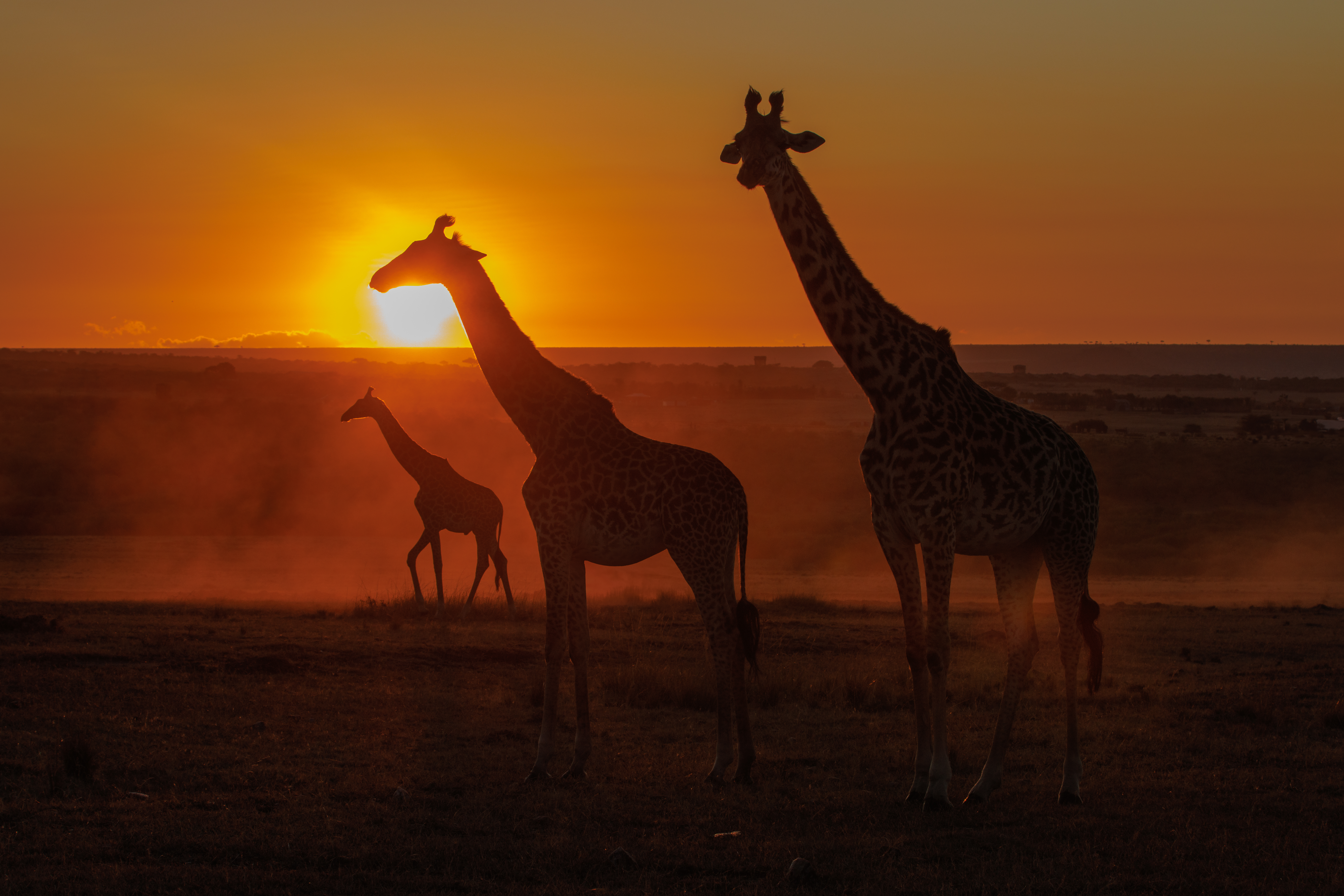 Girafe