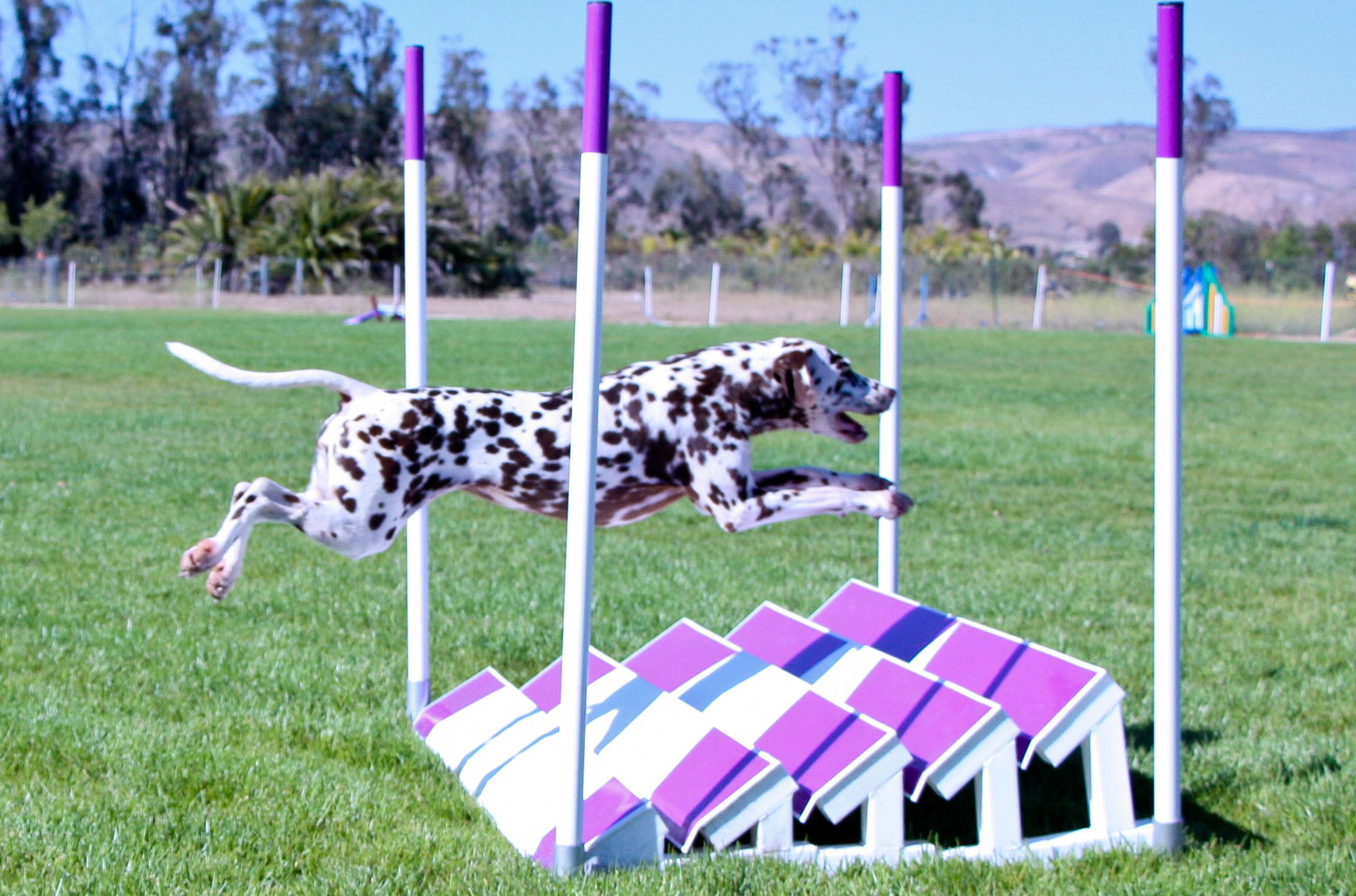 Agility Training & Classes Action Dog Sports Moorpark, CA