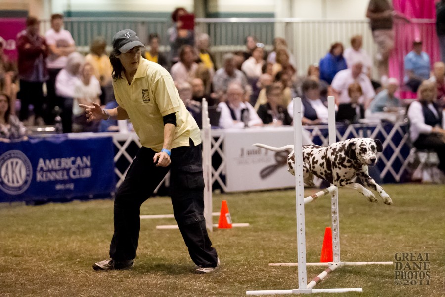 Agility Training & Classes Action Dog Sports Moorpark, CA