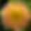 Thumbnail: Meadows Sunshine