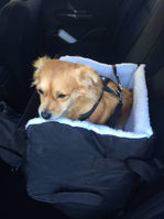 Unsere Tiere_Josy44.jpg