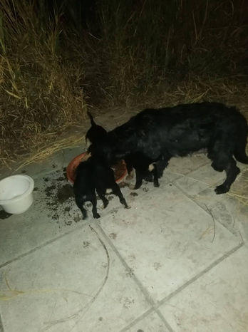 Unsere Tiere_Stella25