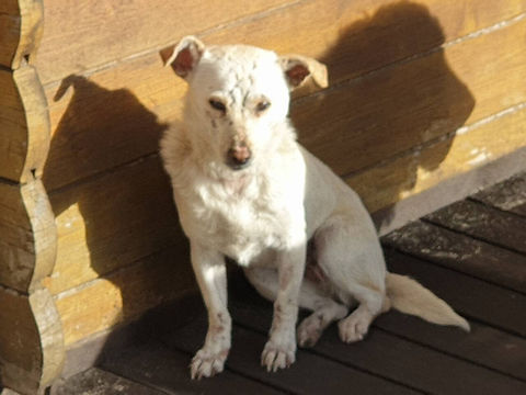 Unsere Tiere_Sally3