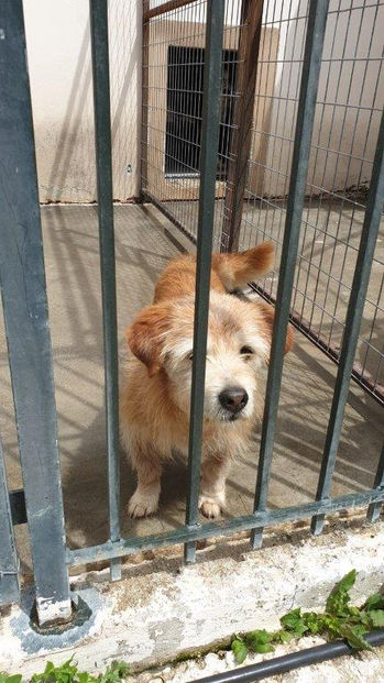 Tierschutz in Patras_Reiseberichte_Reisebericht 2023_Tierheim17