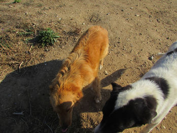 Unsere Tiere_Kanela20