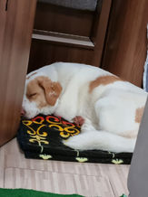 Unsere Tiere_May53