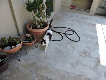 Tierschutz in Patras_Marias Katzen7