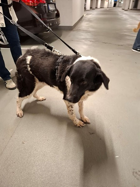 Unsere Tiere_Lenny29