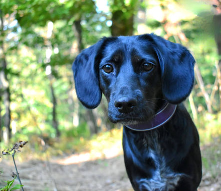 Unsere Tiere_Luna37.jpg
