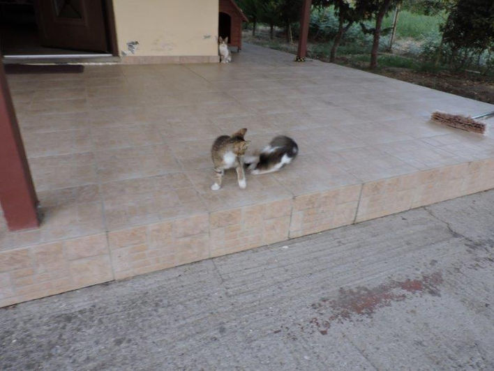 Tierschutz in Patras_Marias Katzen18