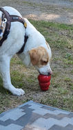 Unsere Tiere_May88