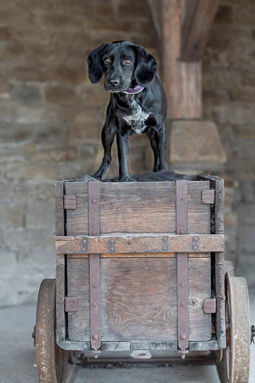 Unsere Tiere_Luna38.jpg