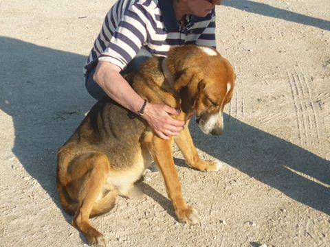 Tierschutz in Patras_Alltag in Patras_Samson2
