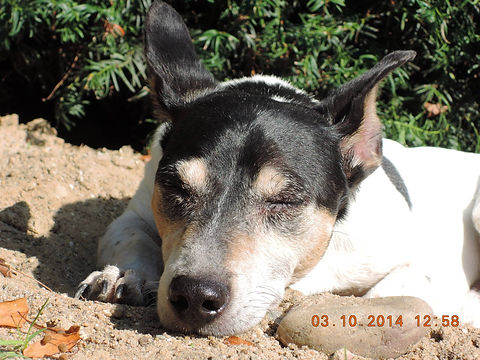 Unsere Tiere_Lily100