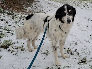 Unsere Tiere_Bonny26