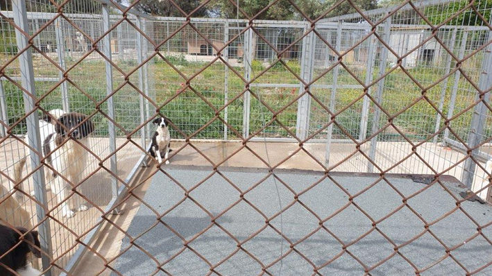 Tierschutz in Patras_Reiseberichte_Reisebericht 2023_Tierheim54