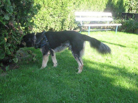 Unsere Tiere_Elis6