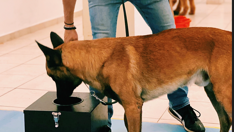 Basic Sniff (1)