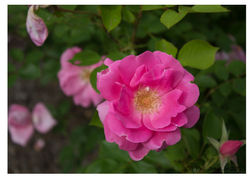 Pink Flower