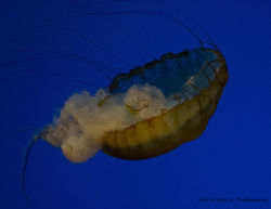 Spilling Jelly