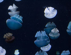 Blue Jelly Family