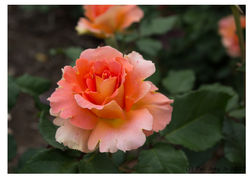 Orangish