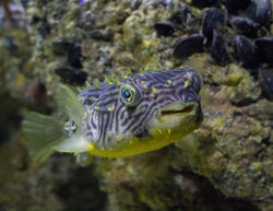Blow-Fish VI