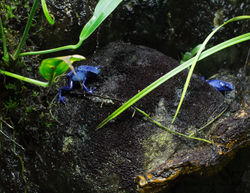 Blue Frogs