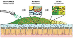 Living hydrogel