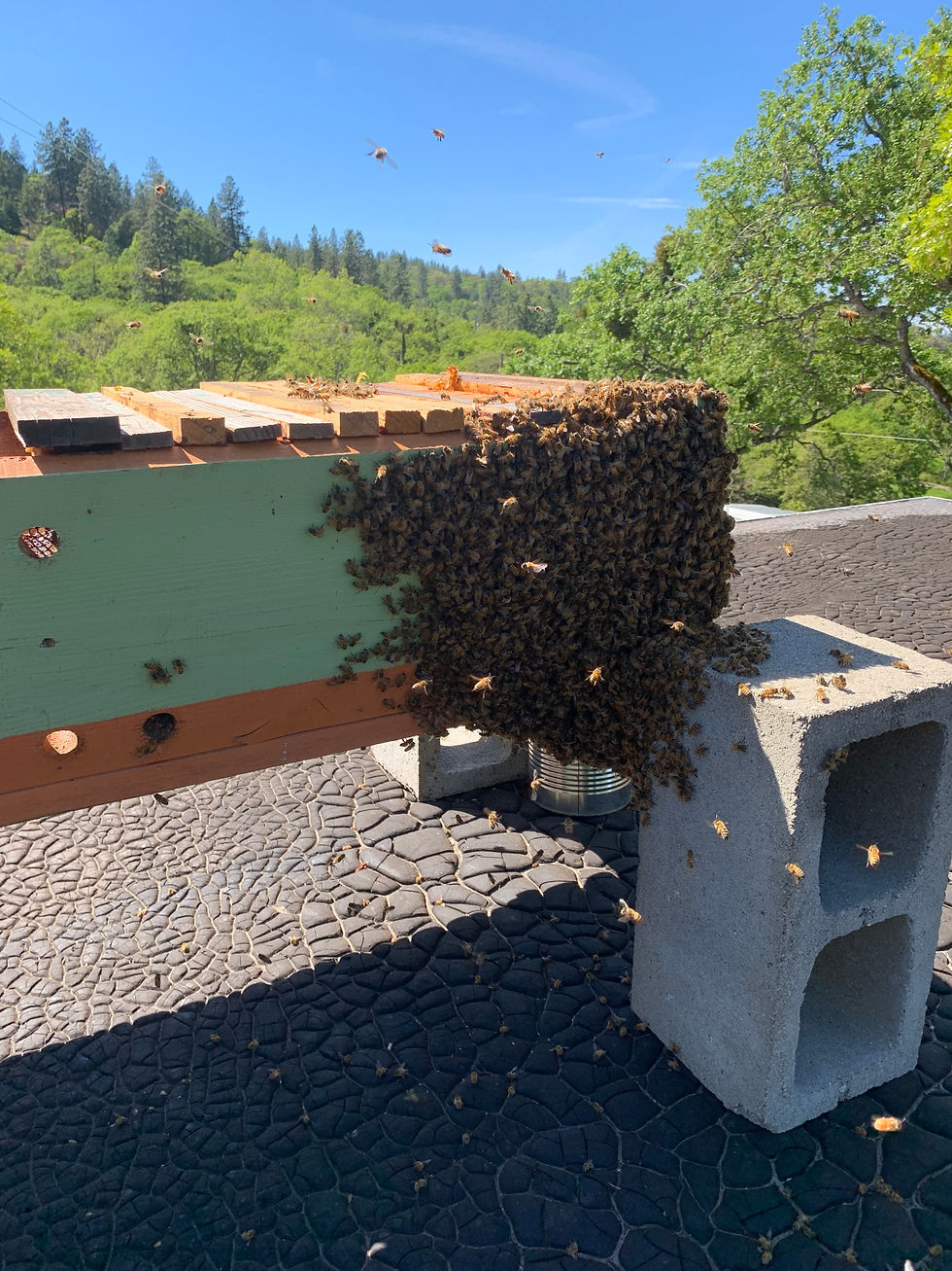 10lb Swarm Coming Home