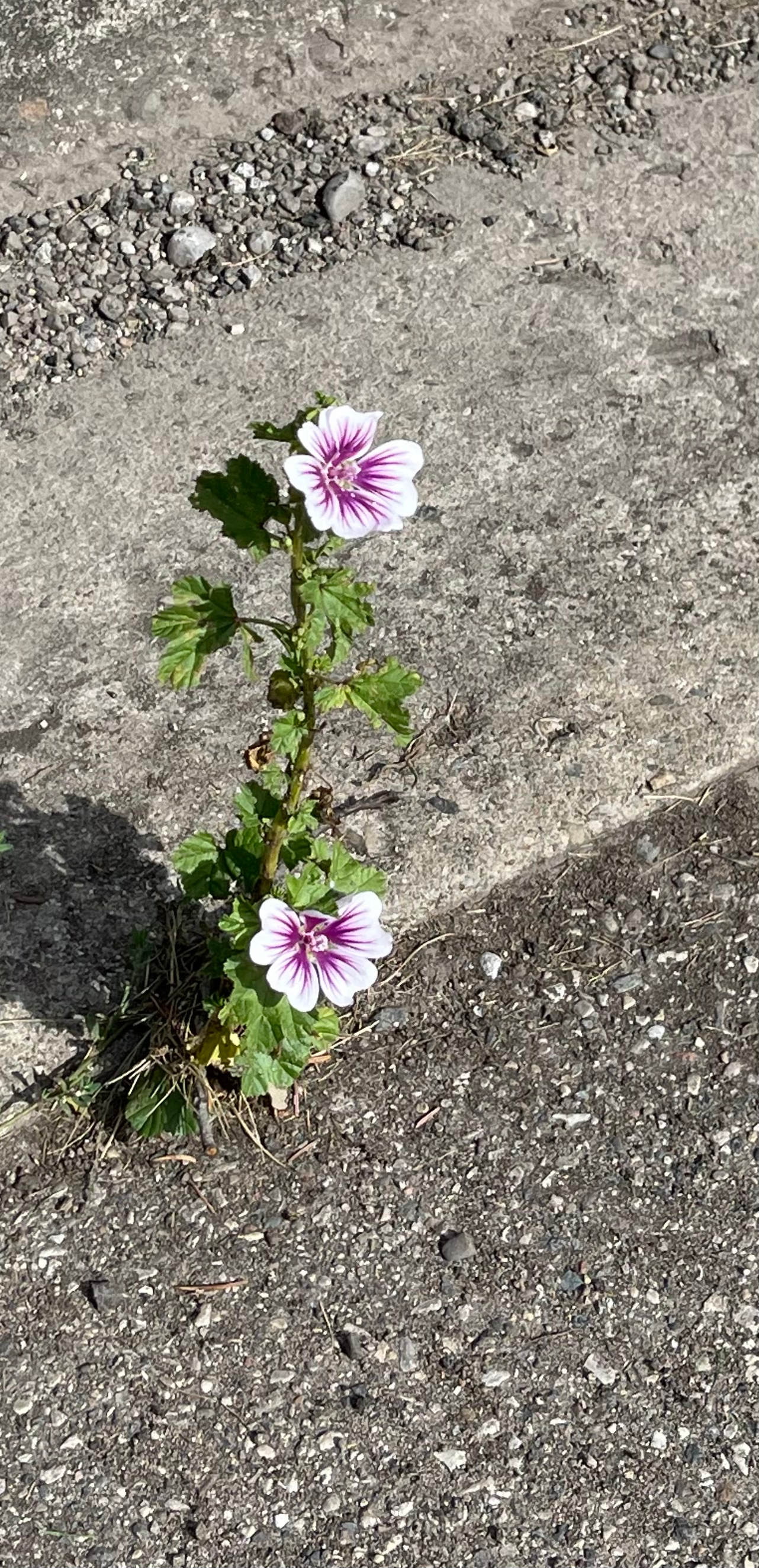 THE LORD WILL CAUSE HIS BEAUTY TO ARISE IN THE HARD & DIFFICULT PLACES