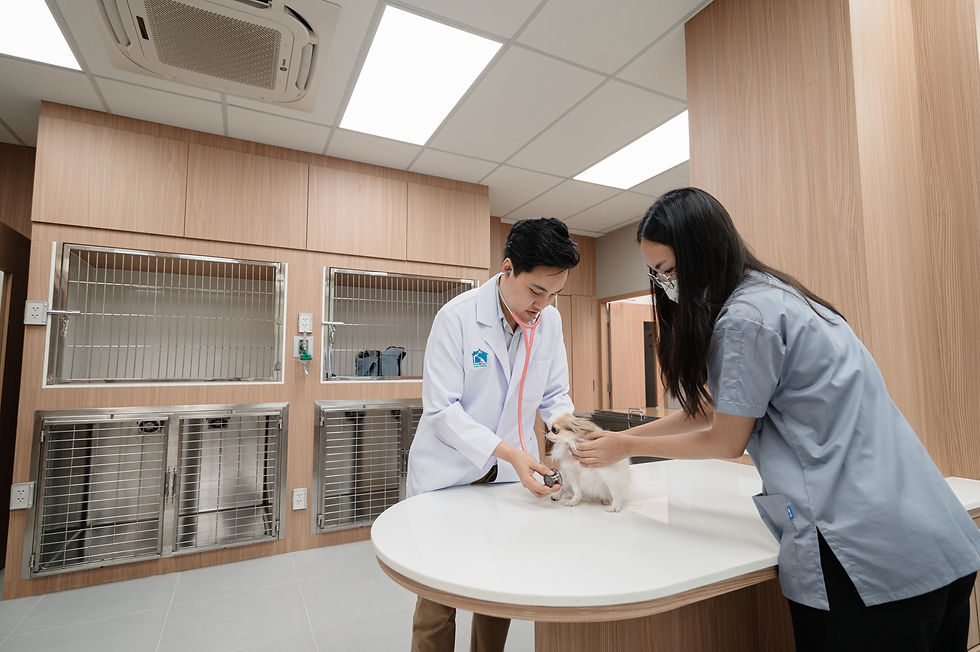 สัตวแพทย์โรงพยาบาลสัตว์พญาไท 7 กำลังตรวจสุขภาพสุนัข