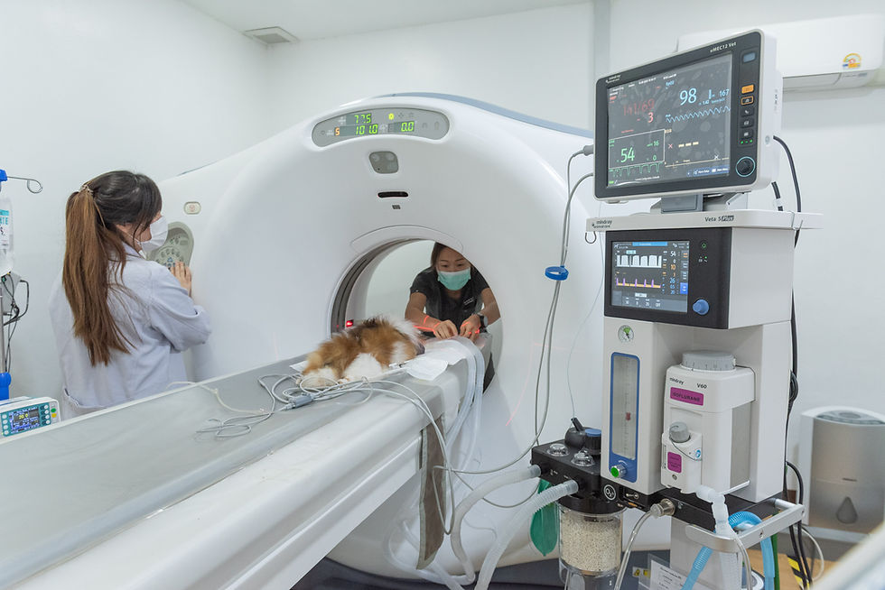 CT scan สัตว์เลี้ยง โรงพยาบาลสัตว์พญาไท 7
