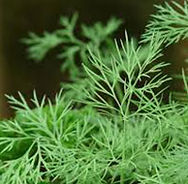dill