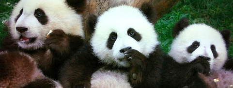 beijingpandas-.jpg