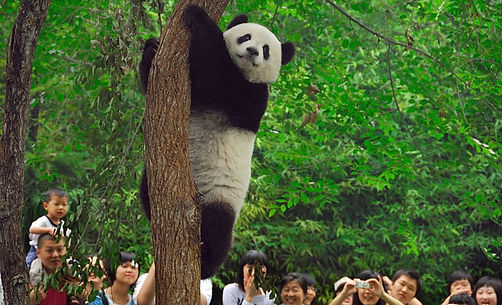 beijing-zoo.jpg