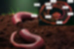Anatomy of Earthworm