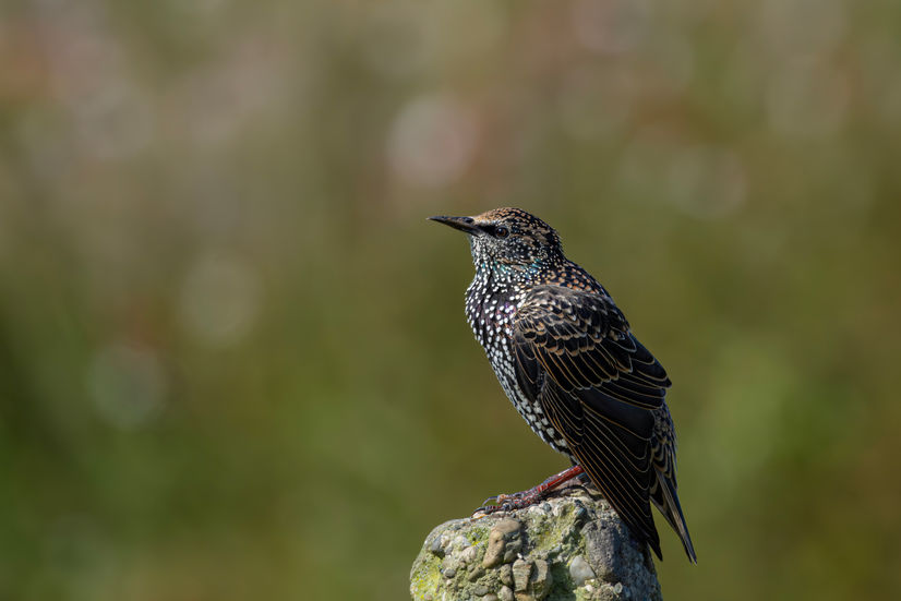 Starling