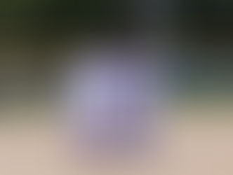 Softball seniors share their journey at Stonehill