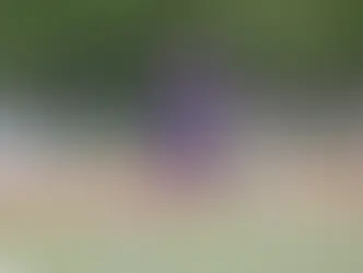 Stonehill athletes off to strong start in September