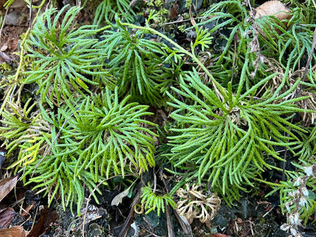 Mother Nature Monday: A New Year + Winter In the Forest