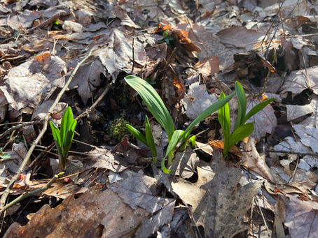 Mother Nature Monday: Bring On the Ramps!