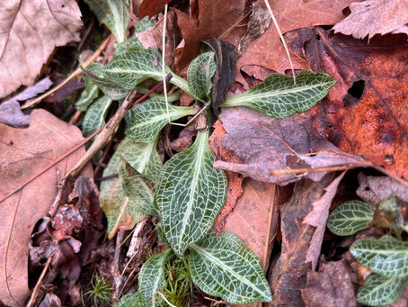 Mother Nature Monday: The Rattlesnake Plantain